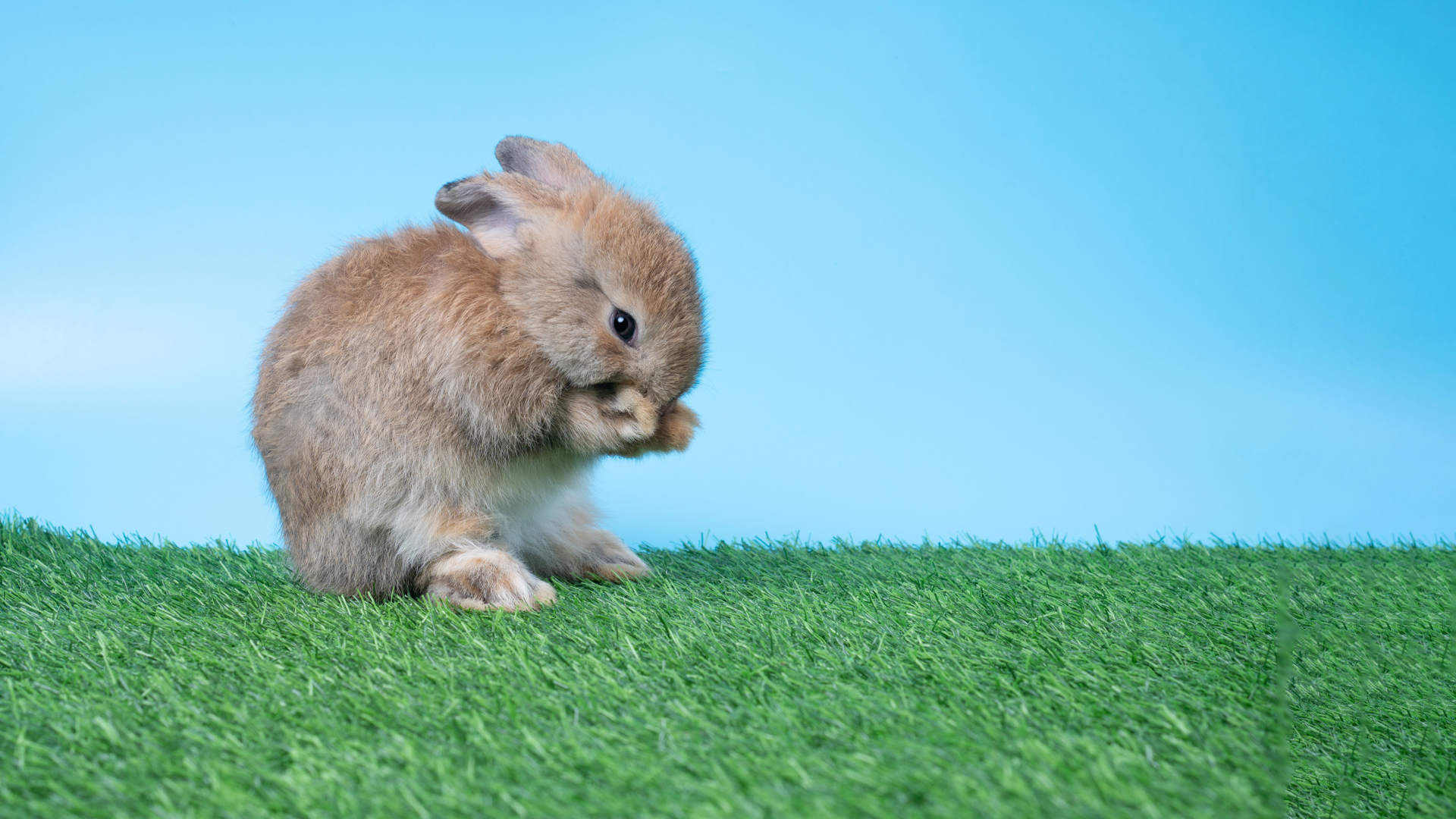 Is Rabbit Shaking Normal?