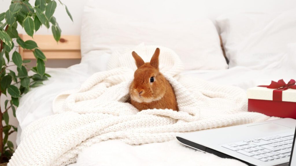 Keep your rabbit warm when it starts shaking.