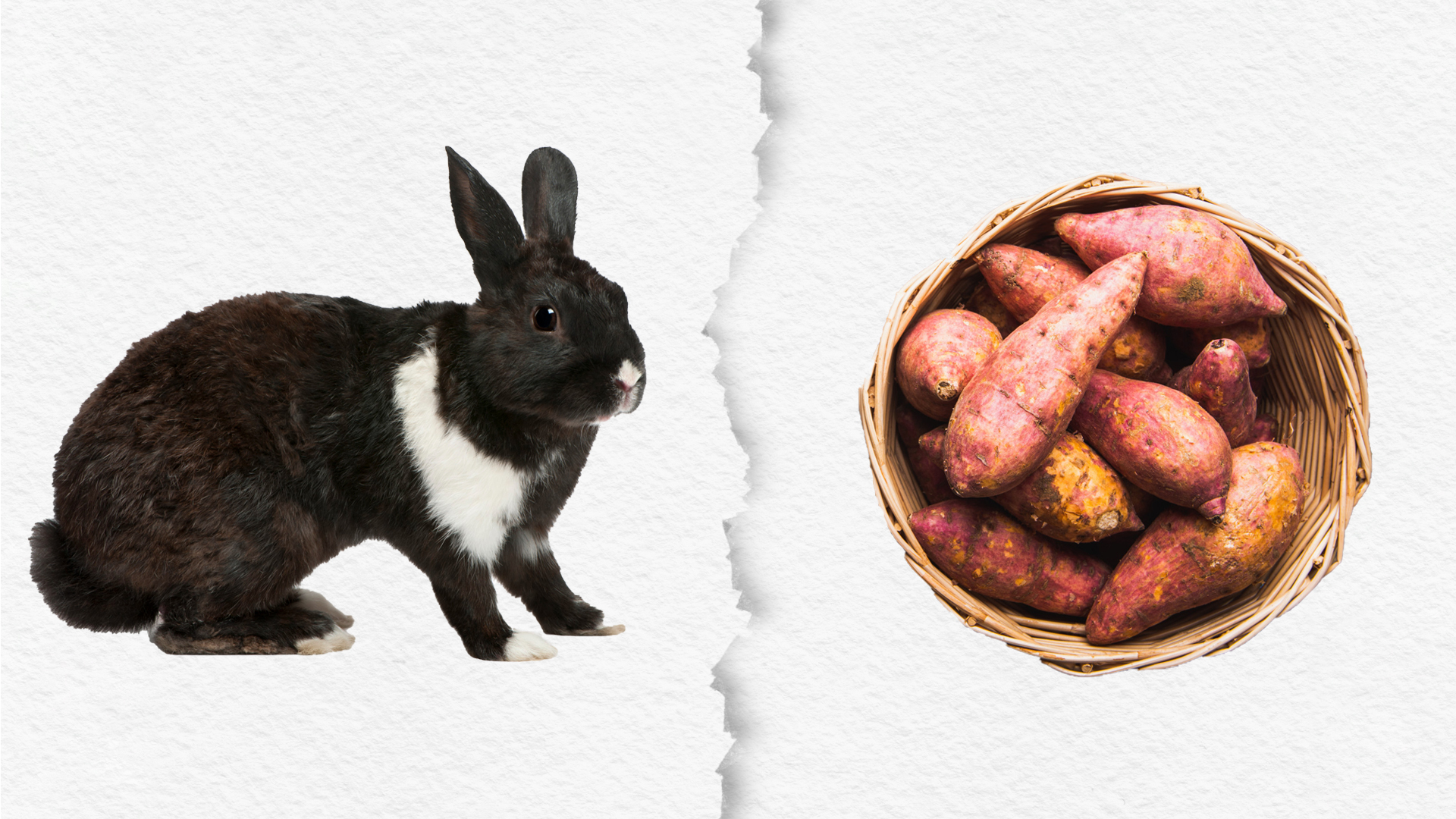 Can Rabbits Eat Sweet Potatoes?