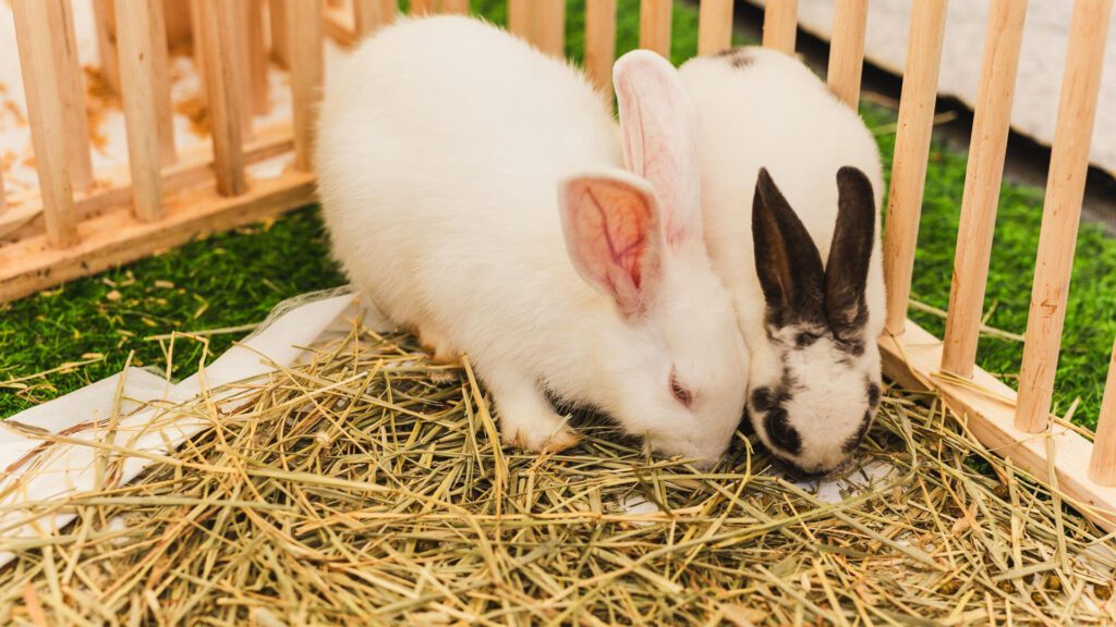 Hay for rabbits to eat.