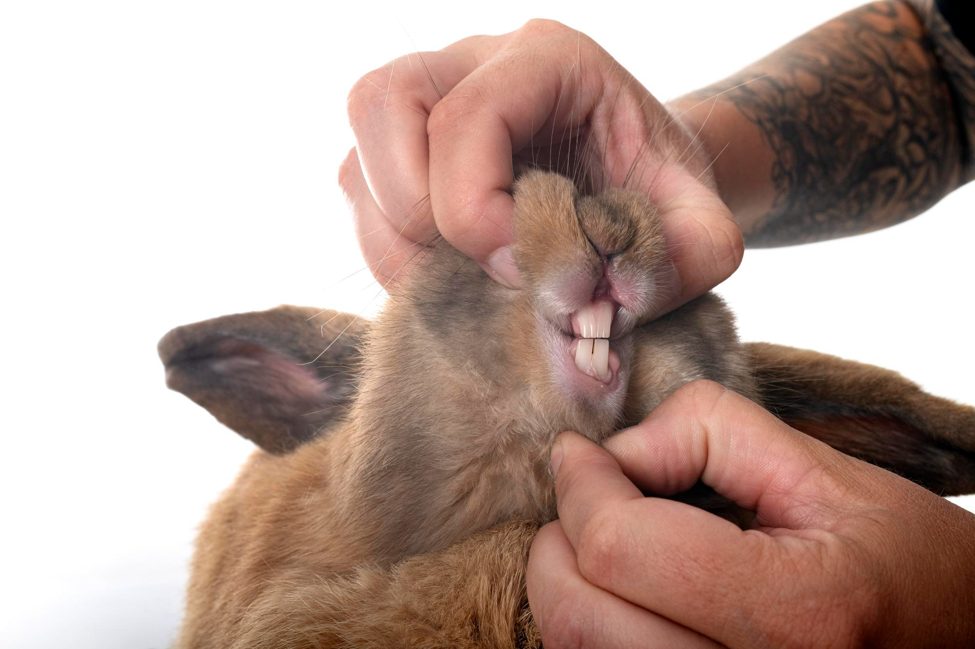 How Many Teeth Does an Adult Rabbit Have?