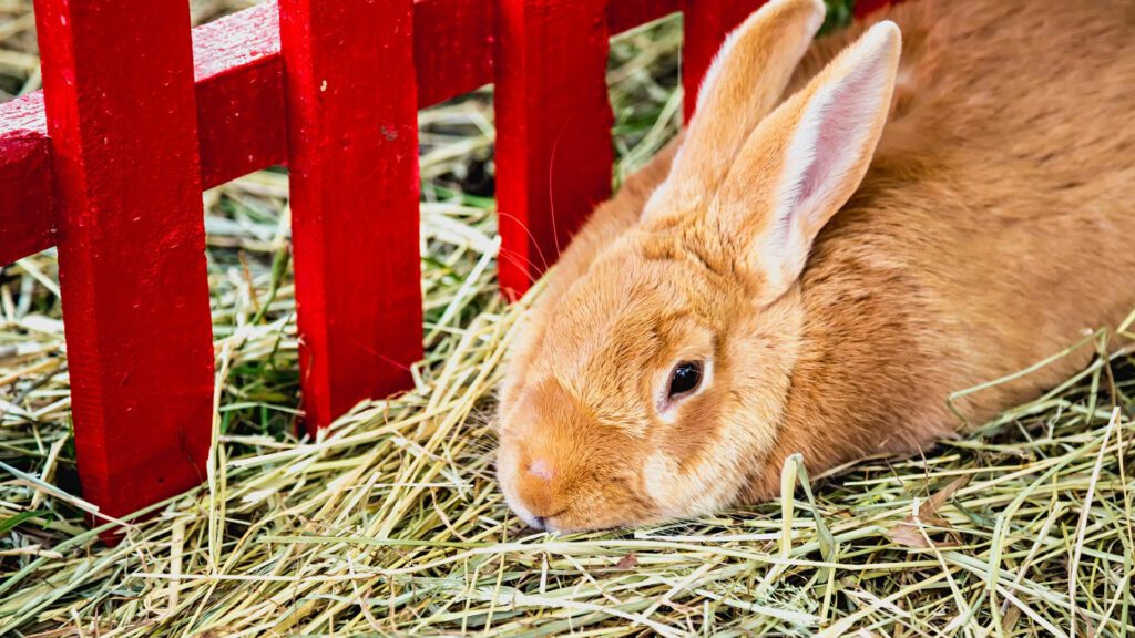 Give your rabbit fresh hay to chew on for good dental care.