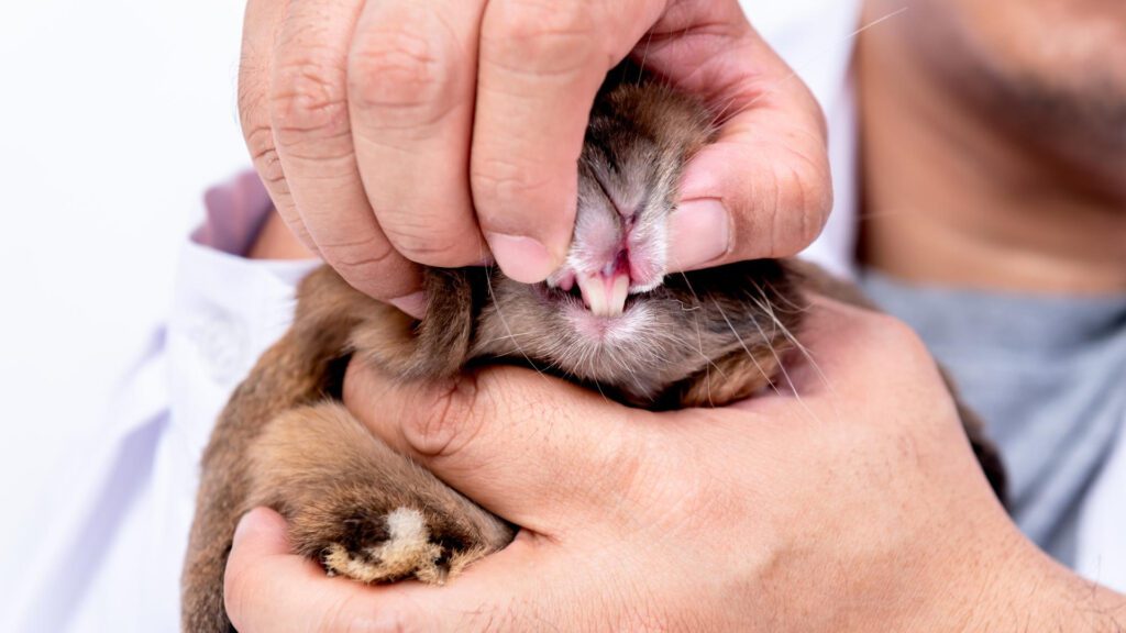 Rabbit Incisors should not be overgrown and be taken care off.