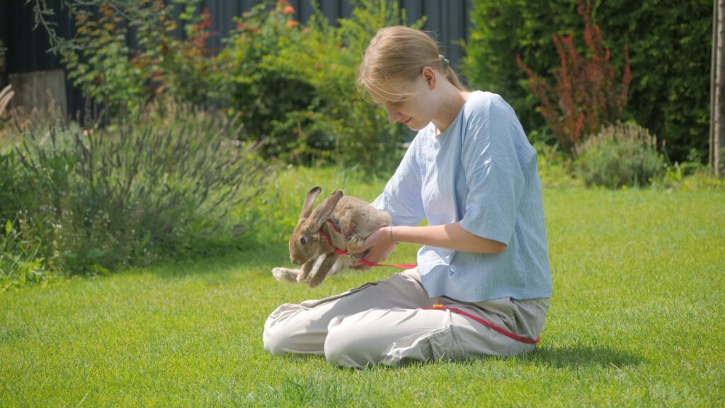 Training your rabbit in open field.