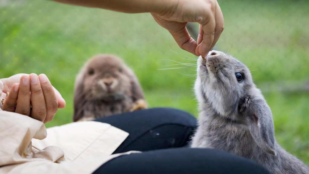 Give treats or favorite food to keep a positive association with rabbit.
