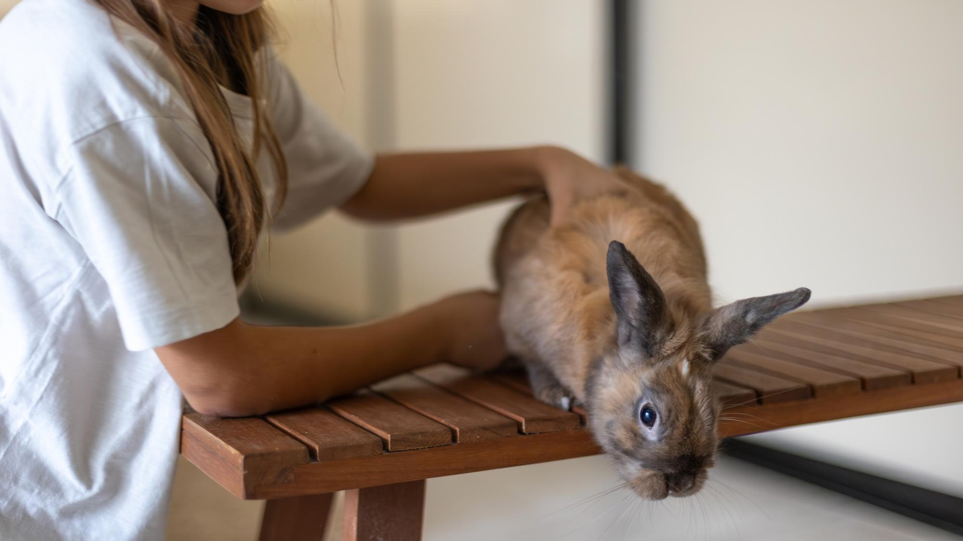 How To Call a Rabbit To You?