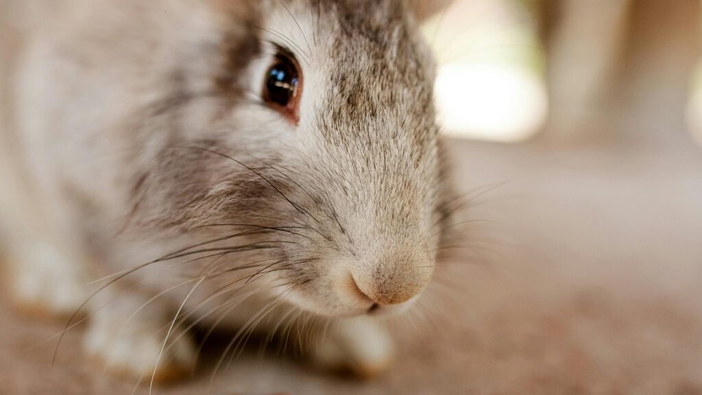 Hiccups can make rabbits twitching.