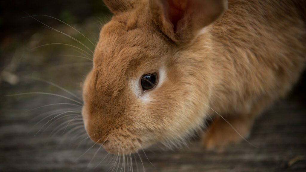 Rabbits nose twitch on strong emotions.