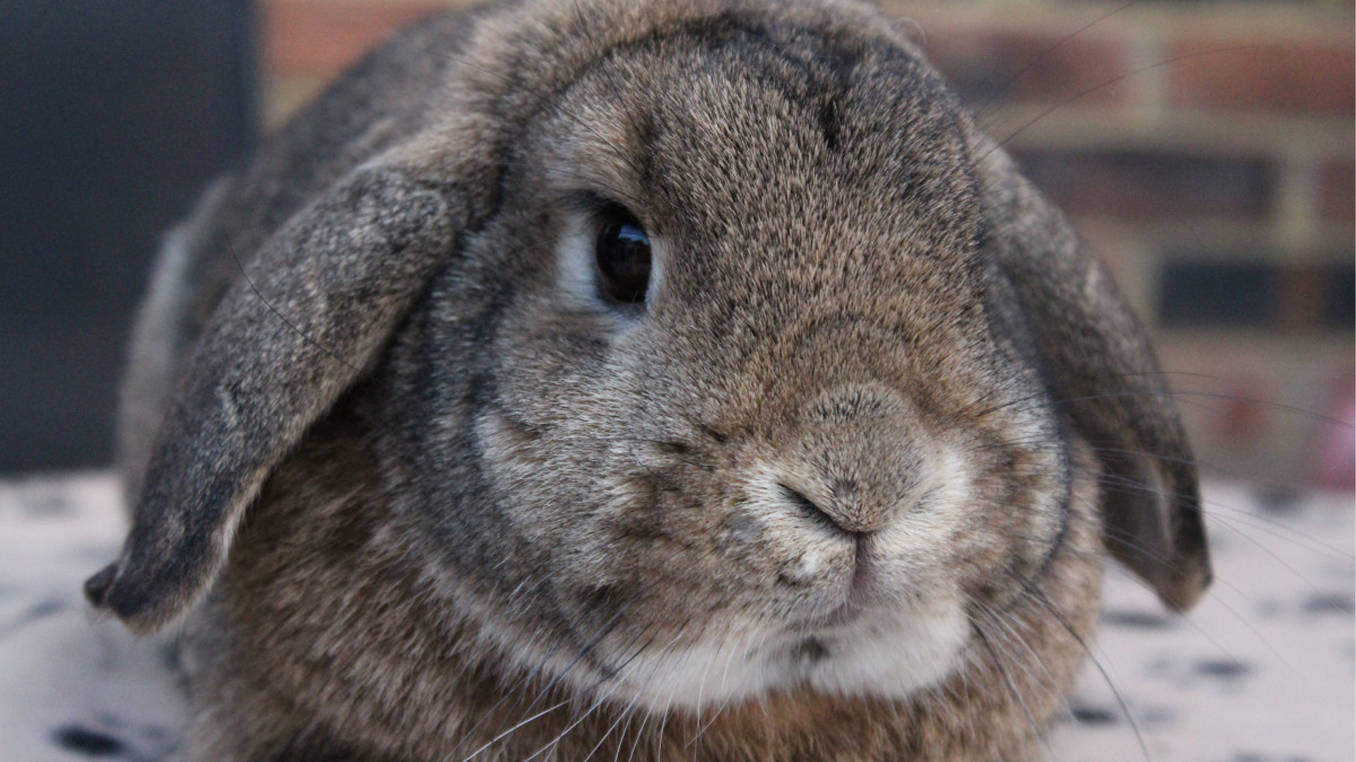 Why Is My Rabbit Twitching?