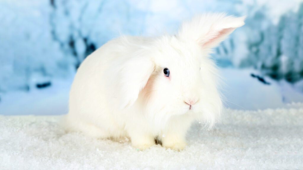 Angora Rabbit appearance type.