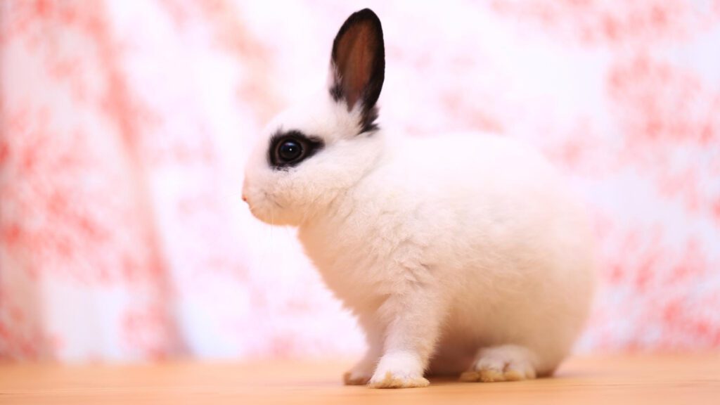 Dwarf Hotots small rabbit types. 