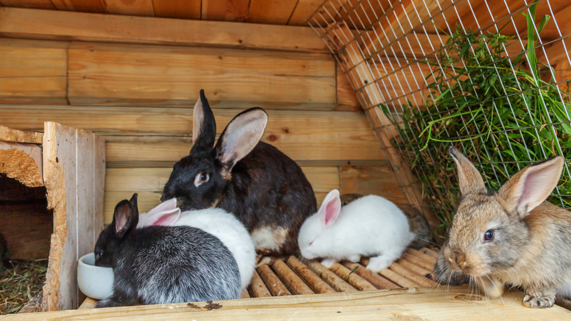 Different types of bunnies.