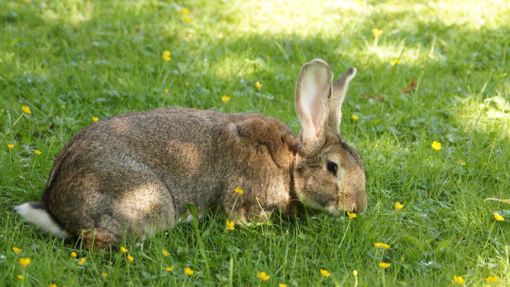 Giant rabbit breeds include Flemish Rabbit type.