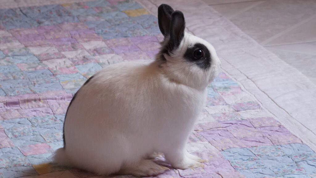 Mini Rex rabbit type.