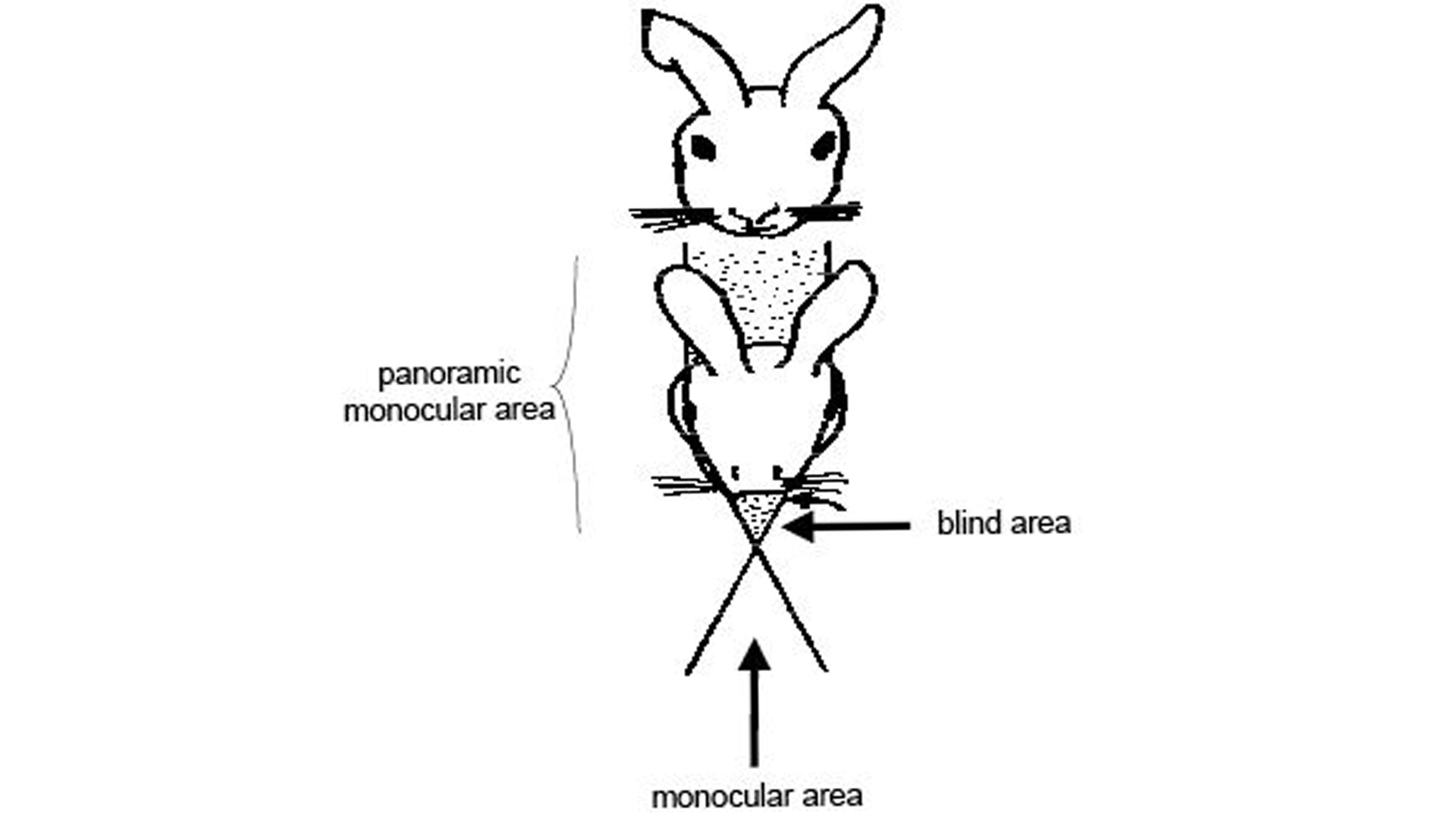 What Does Rabbit Vision Look Like?