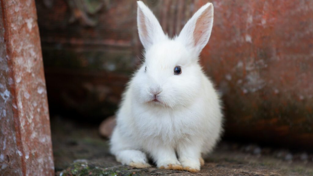 What does the white rabbit symbolize.