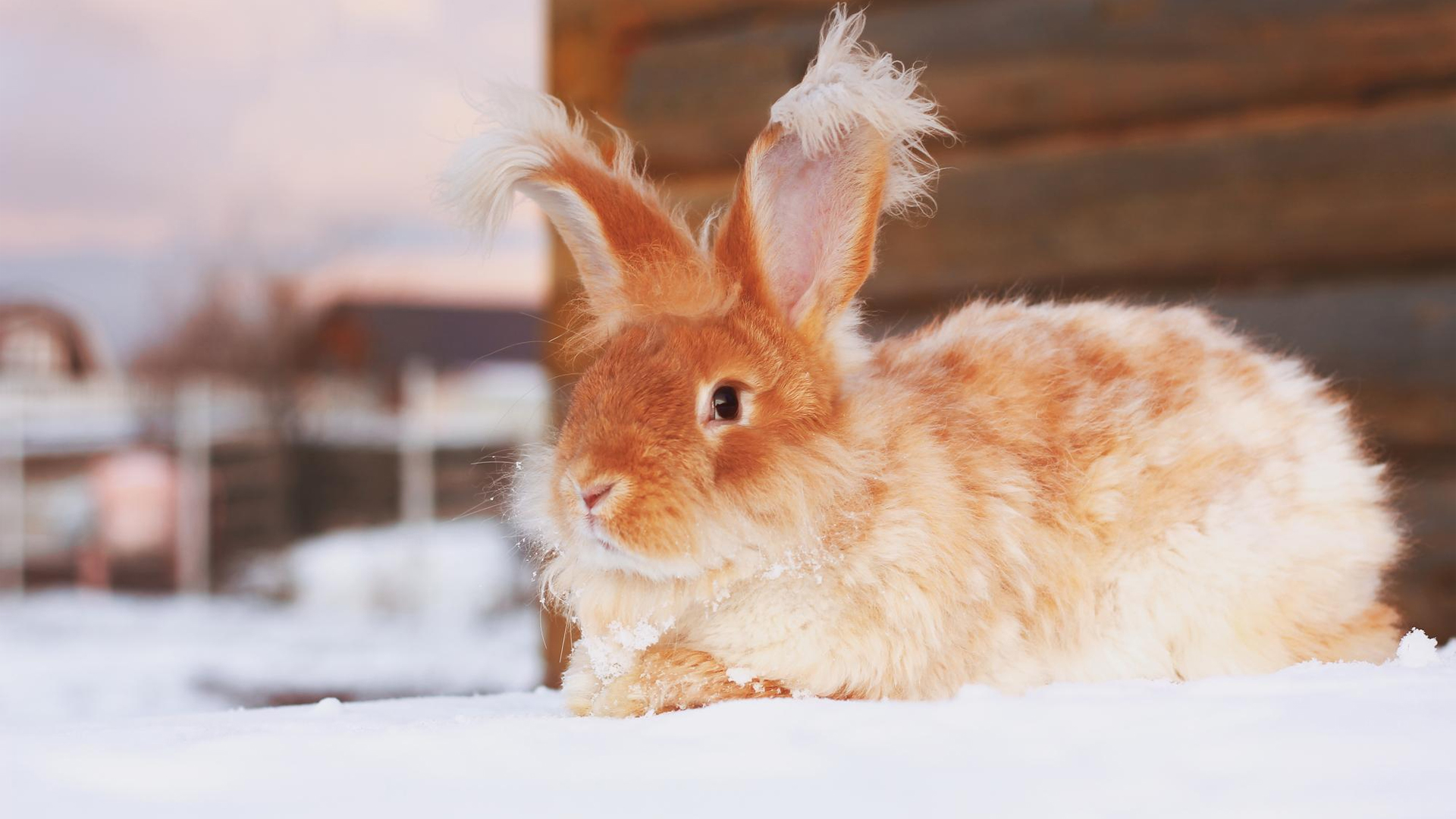 How To Keep Rabbit Warm in Winter?