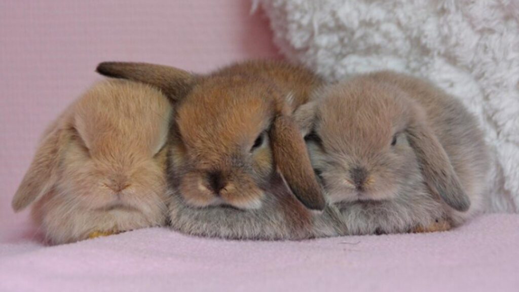 A bunny friend would keep your bunny warm in winters.
