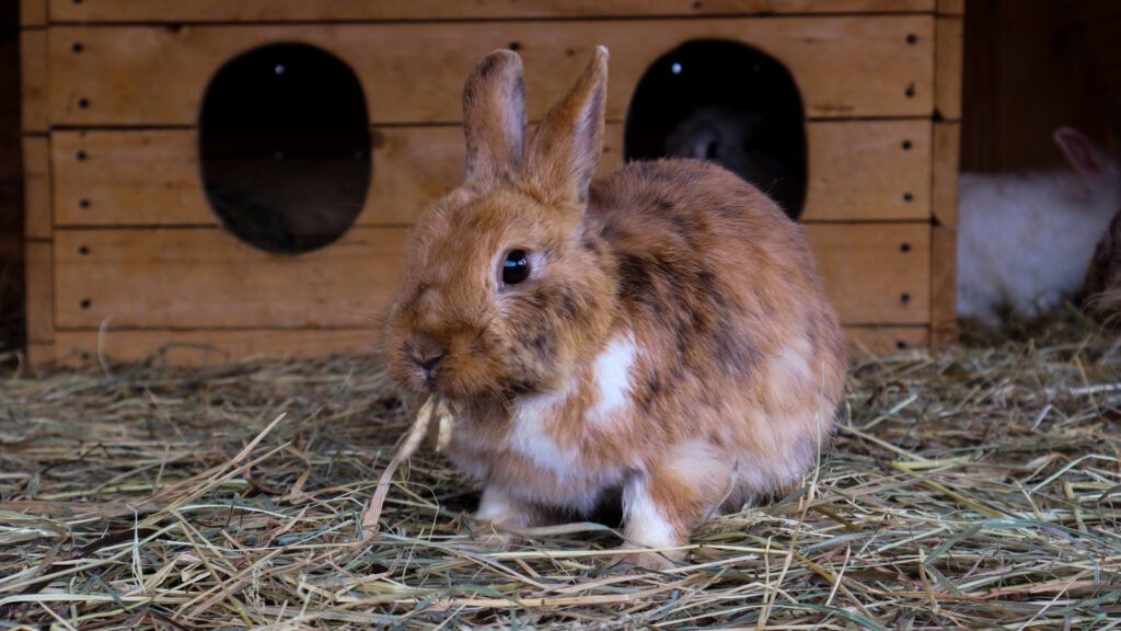 Give good quality hay to rabbits in winters.