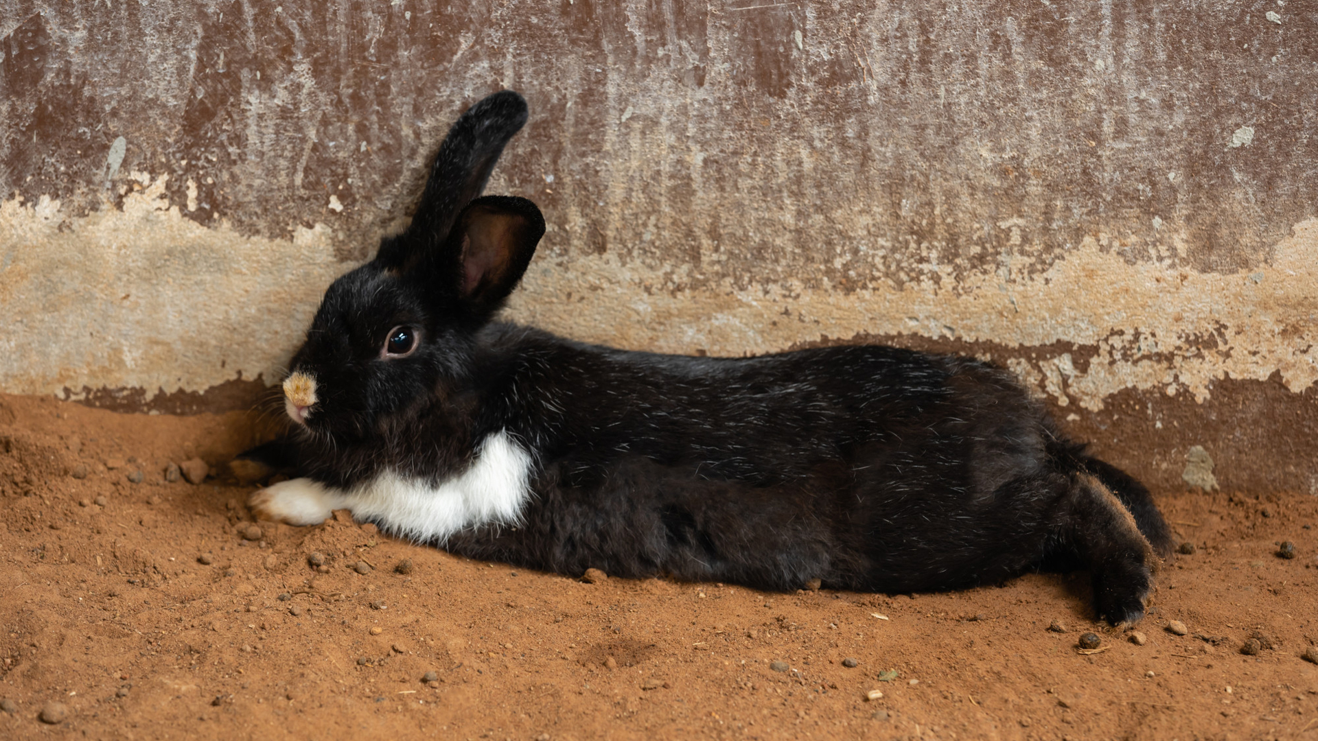 Rabbit Without Food