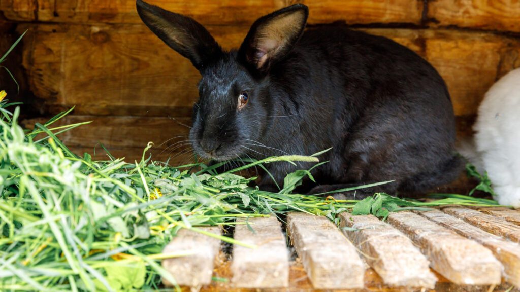 Give your rabbits greens to chew on through out the day.