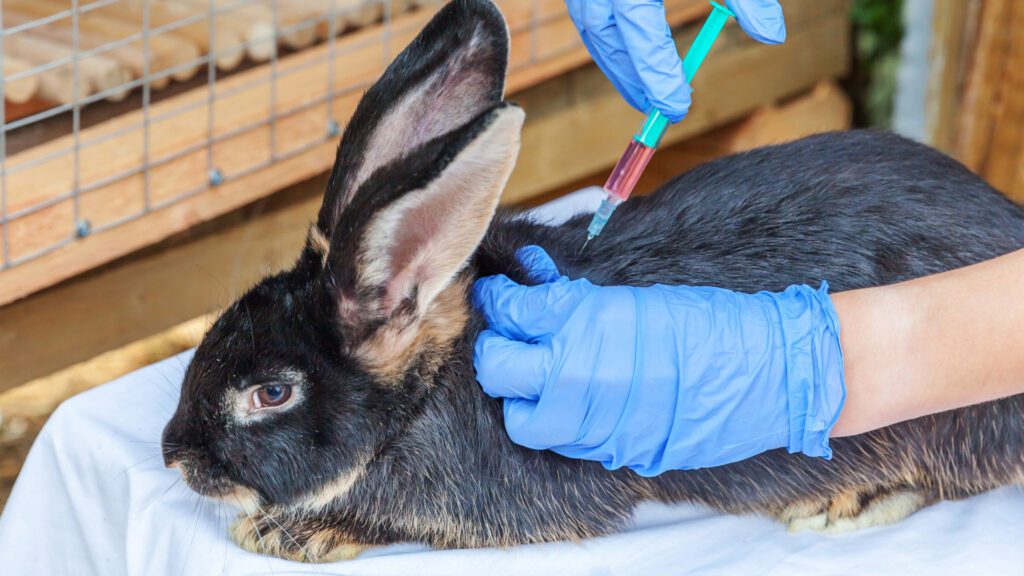 Sick Rabbit lost his appetite.