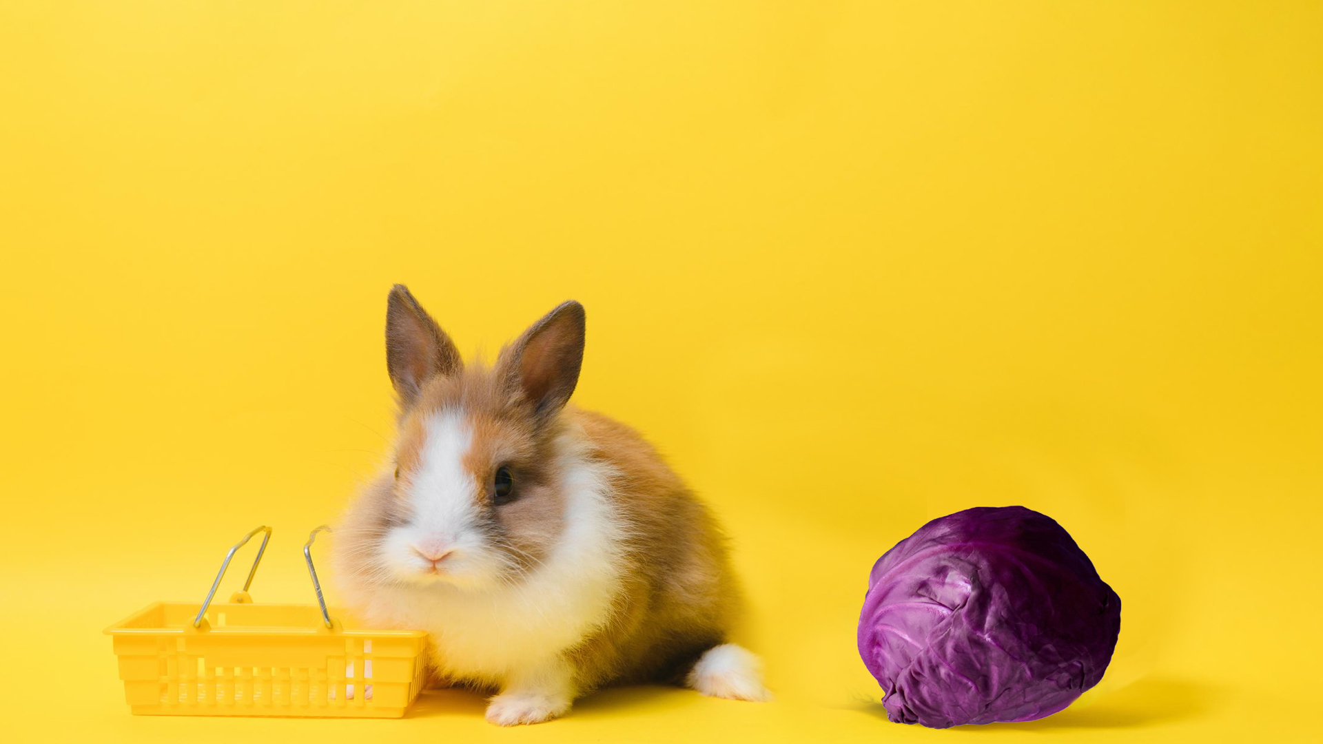Can Rabbits Eat Red Cabbage?