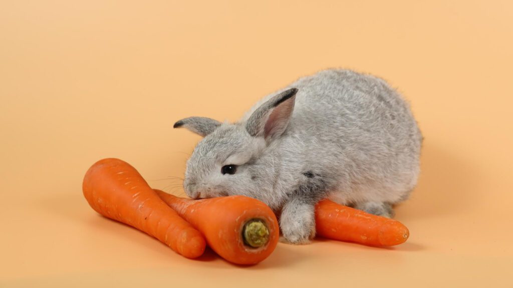 Alternative of pineapple can be carrots and cucumbers for rabbits.