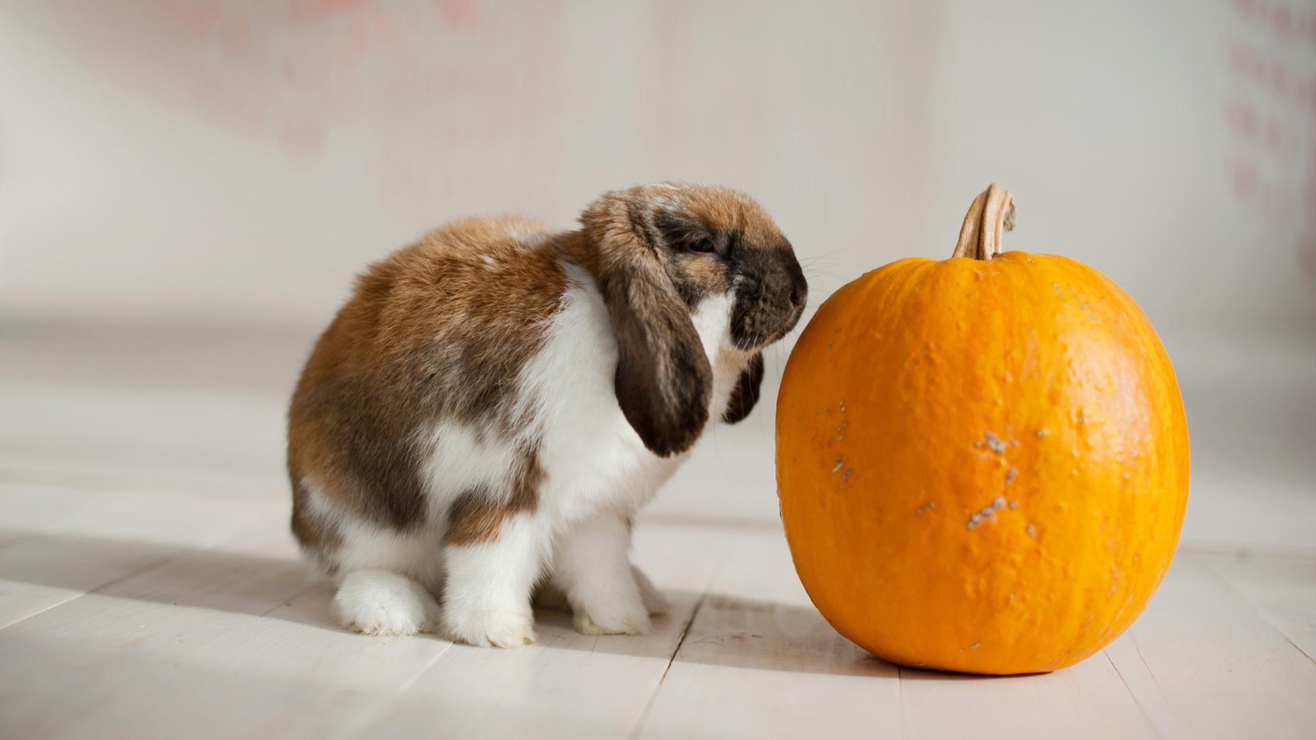 Can Bunnies Eat Pumpkins?