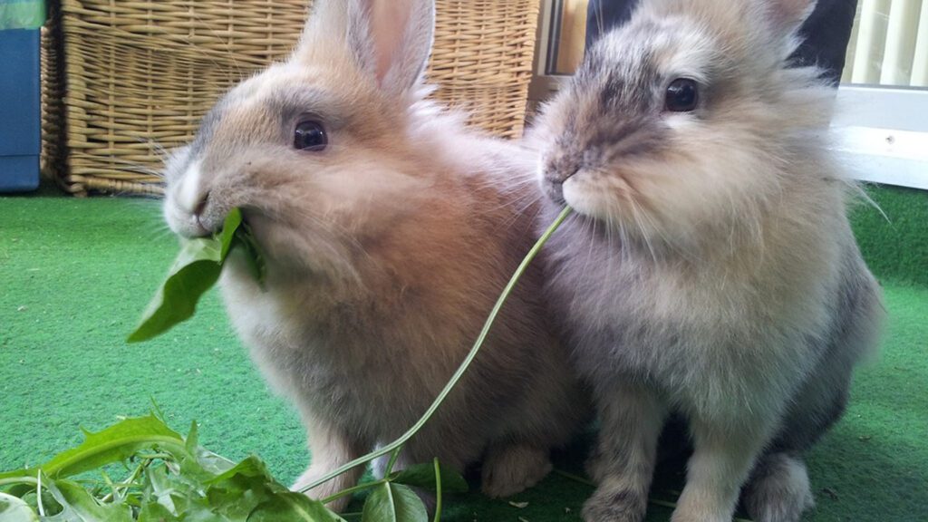 Is it safe for bunnies to eat spinach?