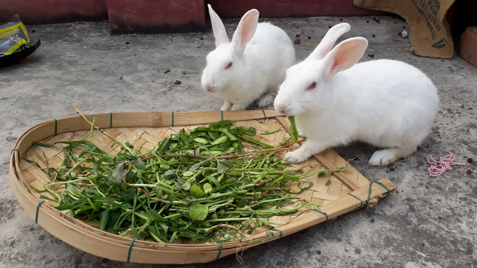Can Bunnies Eat Spinach?