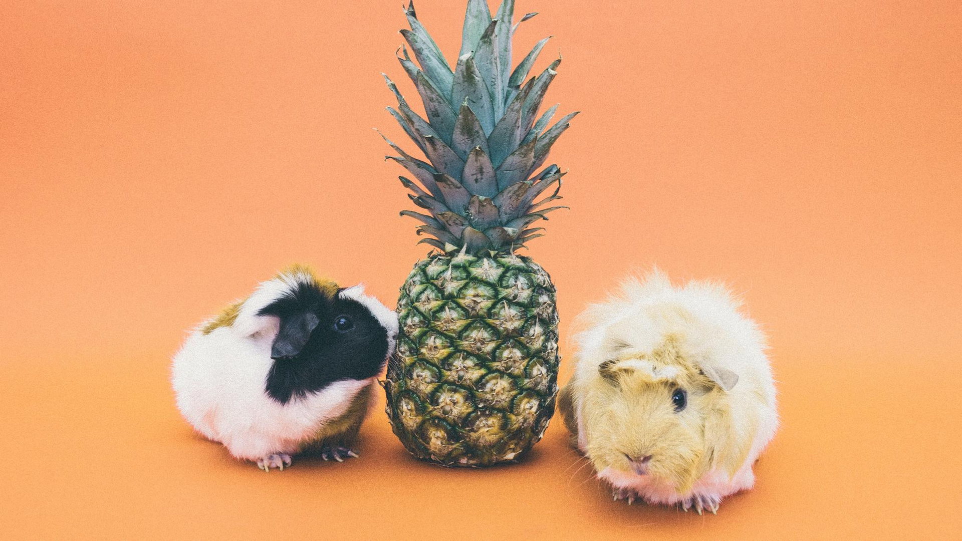 Can Rabbits Eat Pineapple?