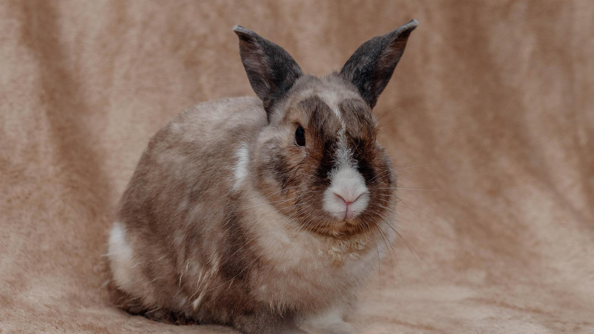 Can Rabbits Eat Potatoes?