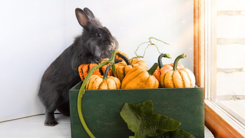 Yes rabbits are allowed to eat pumpkin leaves and stems.
