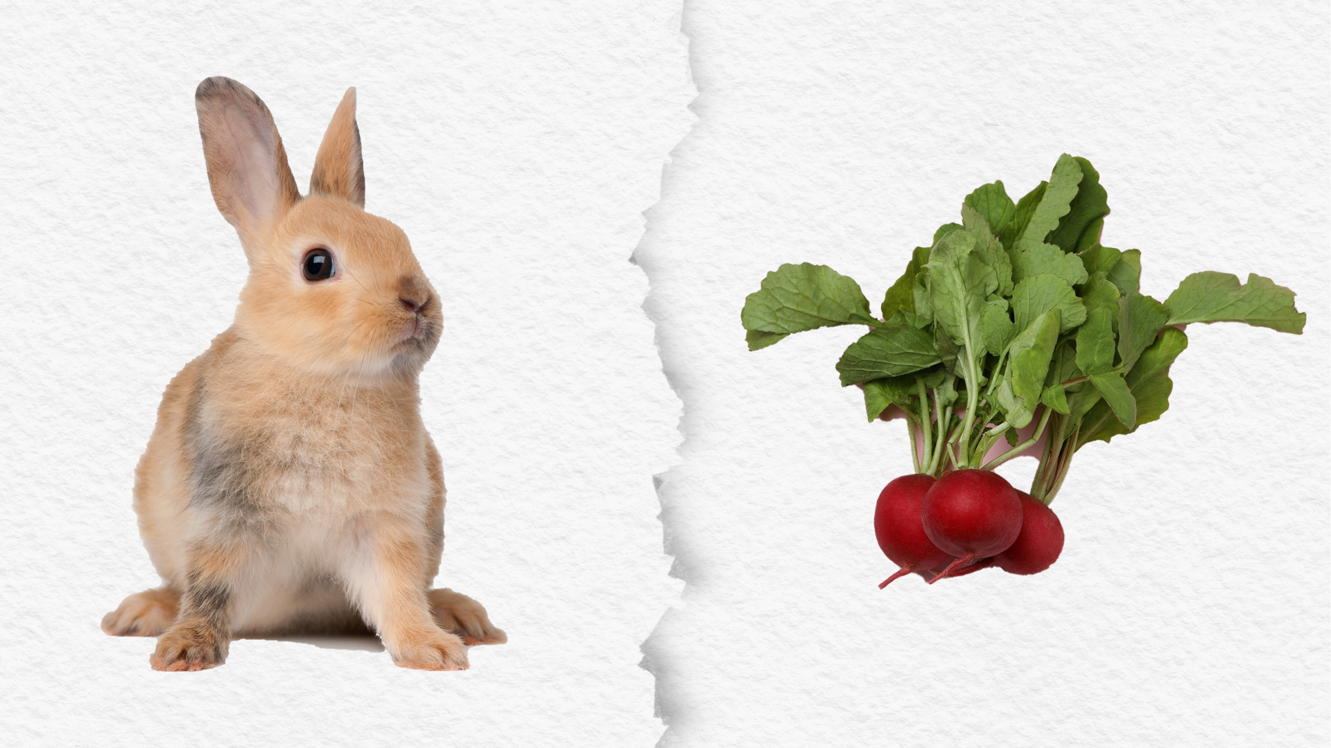 Can Rabbits Eat Radishes Safely?