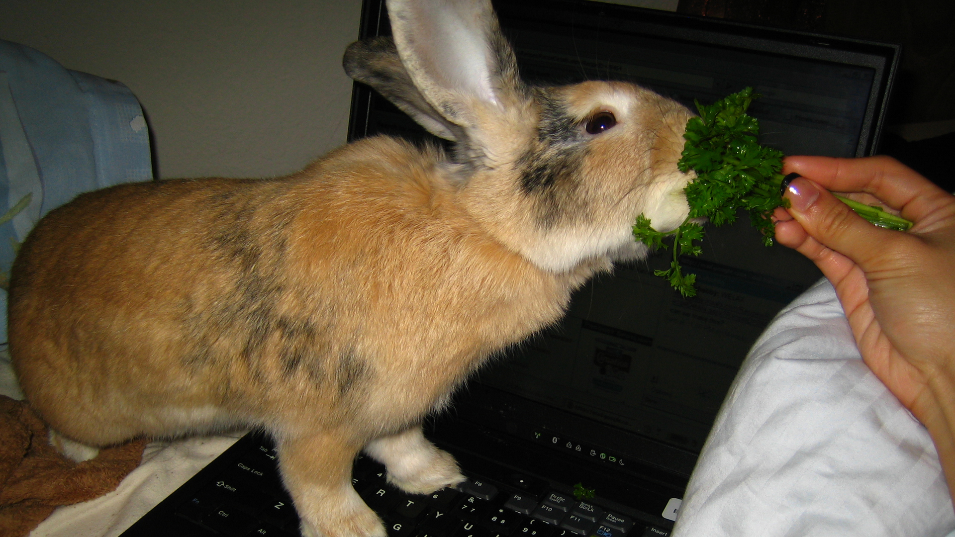 Can rabbits eat parsley?