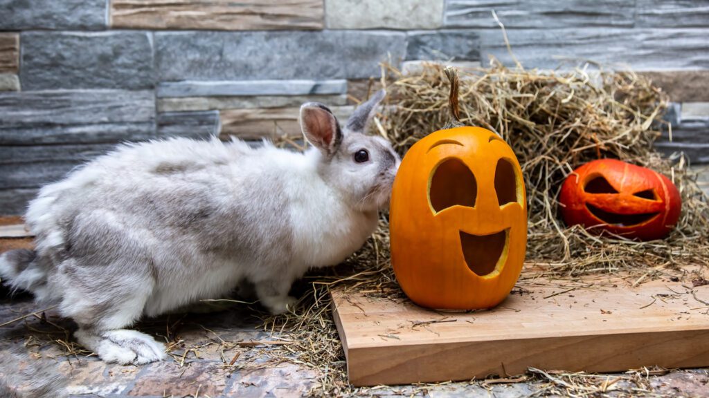 Can Bunnies Eat Pumpkin Skin?