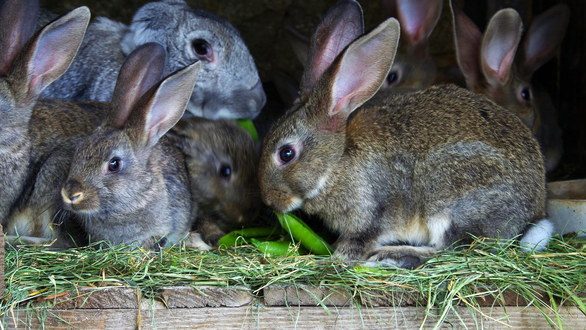 Make your Rabbits eat peas.